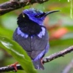 image of bird