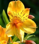 image of flower