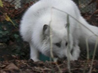 image of arctic_fox