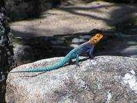 image of agama