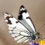 image of animal