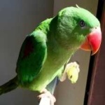 image of alexandrine_parakeet #8