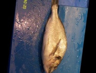 image of fish