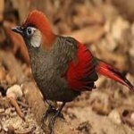 image of bird