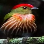 image of bird