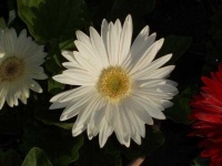 image of flower