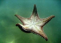 image of starfish