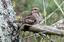 image of nightjar