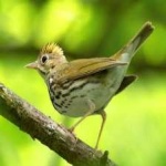 image of bird