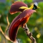 image of bird