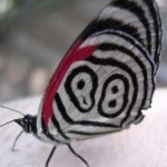image of animal