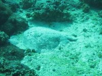 image of electric_ray