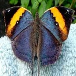 image of animal
