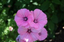 image of flower