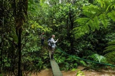 image of rainforest