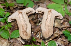 image of mushrooms