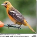 image of bird
