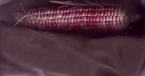 image of corn