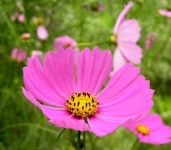 image of flower