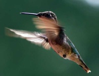 image of hummingbird
