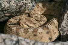 image of horned_viper