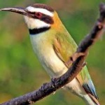 image of white_throated_bee_eater #4