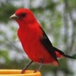 image of bird