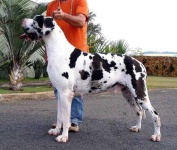 image of great_dane