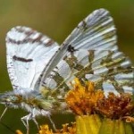 image of animal