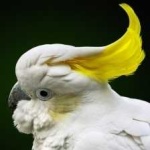 image of bird