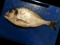 image of fish