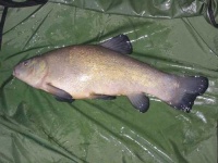 image of tench