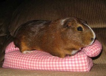 image of guinea_pig