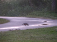 image of armadillo