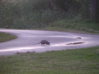 image of armadillo #33