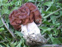 image of gyromitra