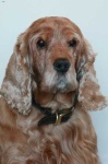image of animal