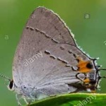 image of animal