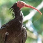 image of bird