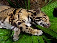 image of animal
