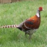 image of bird