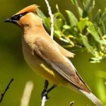image of bird