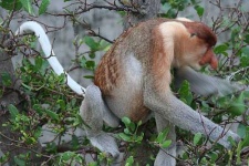 image of proboscis_monkey