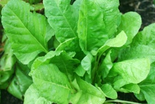 image of spinach #33