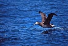 image of albatross