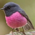 image of bird