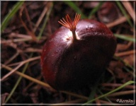 image of buckeye