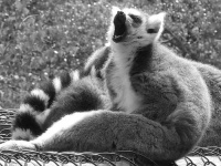 image of madagascar_cat