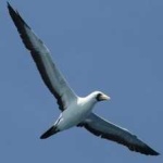 image of bird