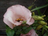 image of flower